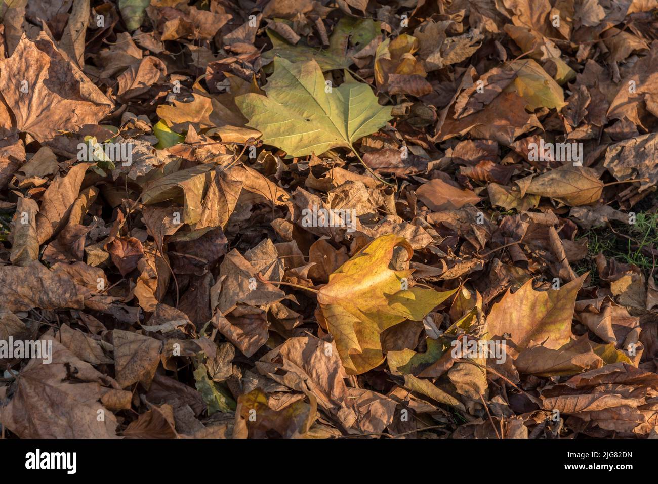 Closeup dry leaves heap hi-res stock photography and images - Alamy
