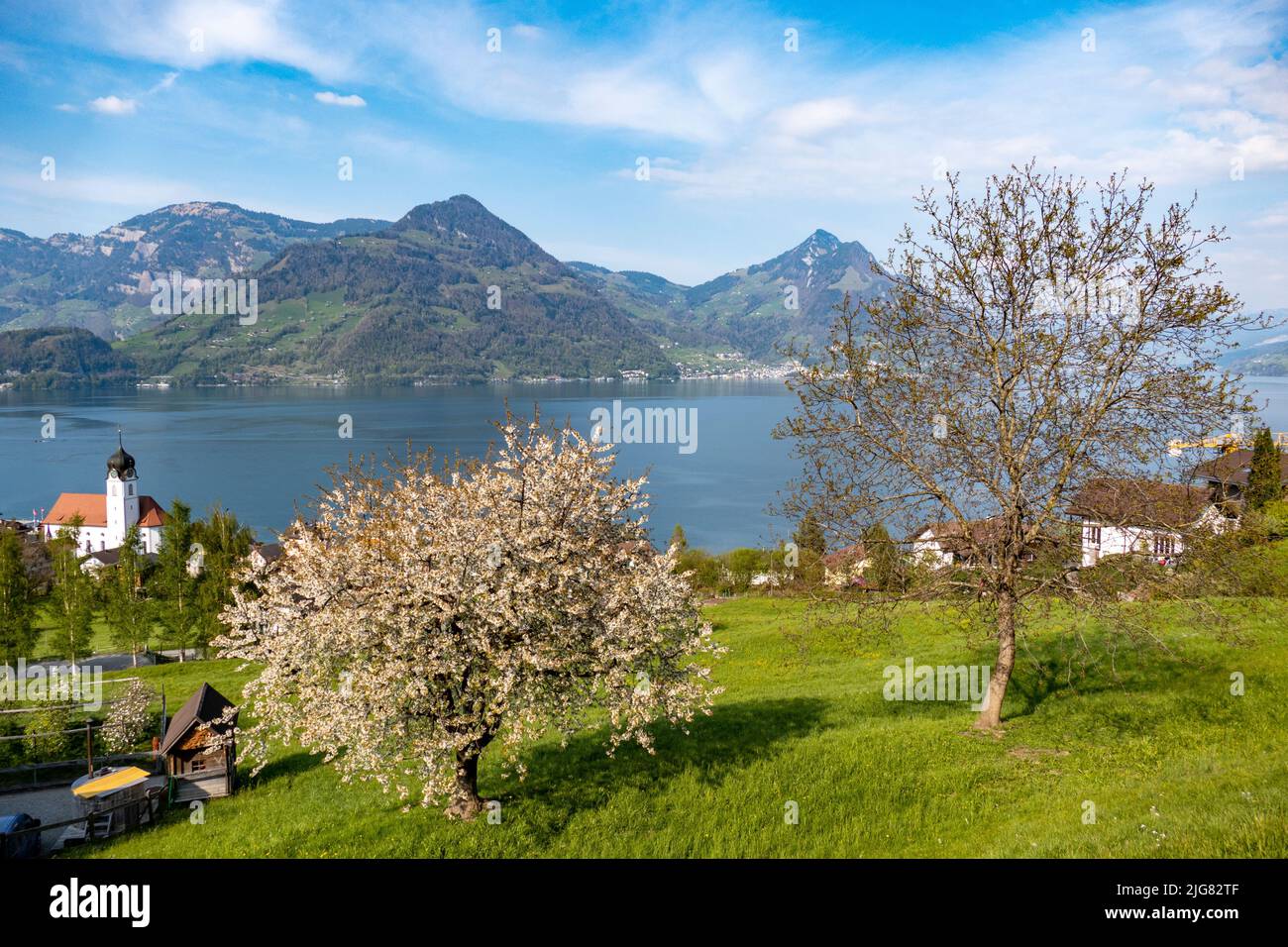A backyard with almond trees and Beckenried Church by Lake Lucerne with the Alps in the background Stock Photo