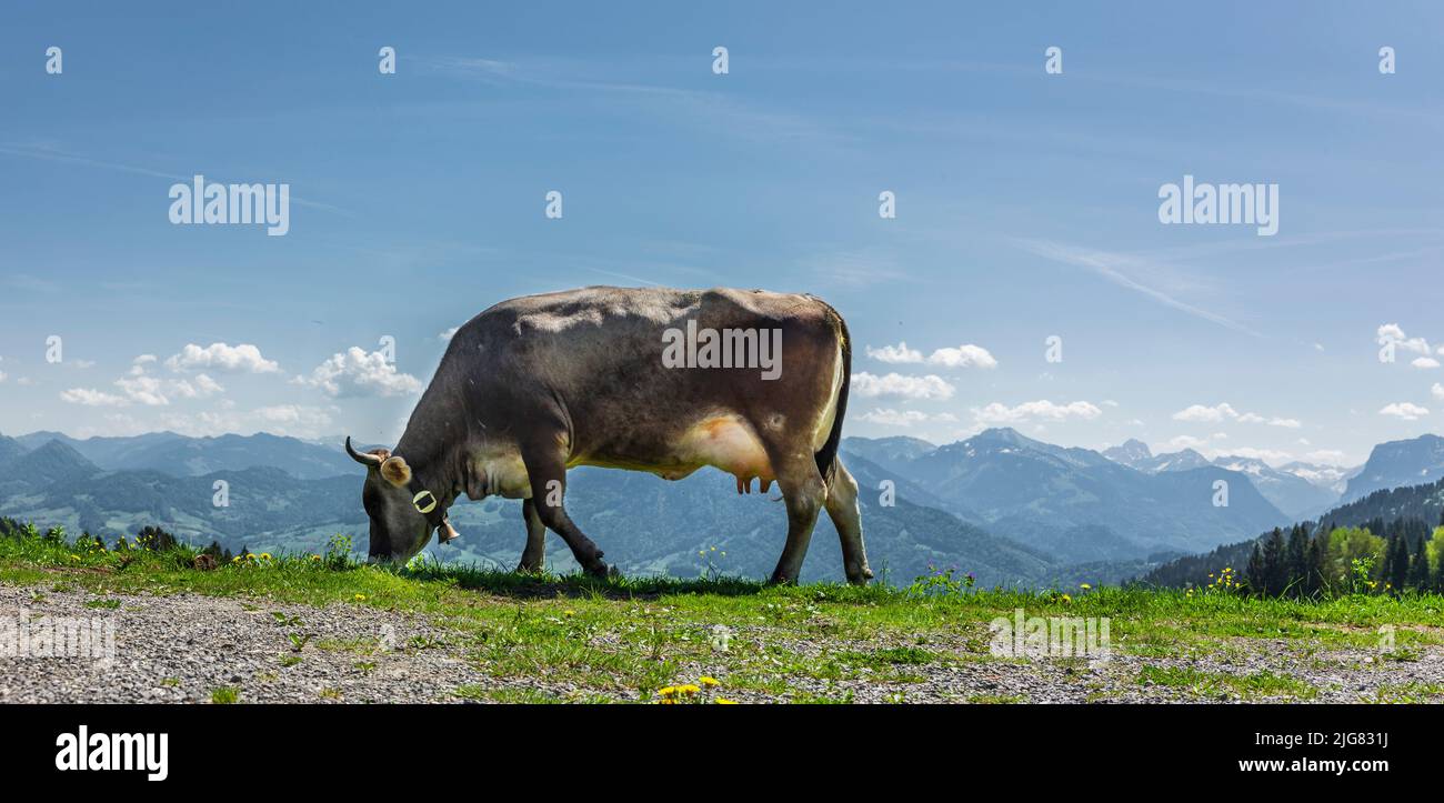Dairy cow in the Austrian Alps Stock Photo - Alamy