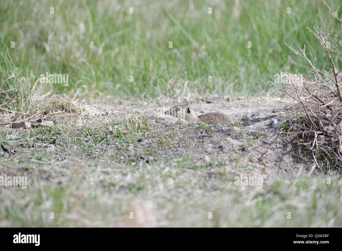 A view of a Daurian ground squirrel sitting on ground against green ...