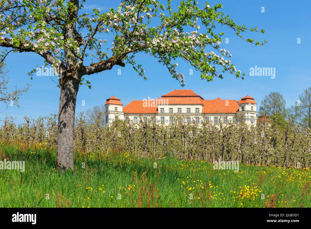 Fruit tree blossom at the New Castle, Tettnang, Lake Constance, Upper Swabia, Baden-Württemberg, Germany Stock Photo