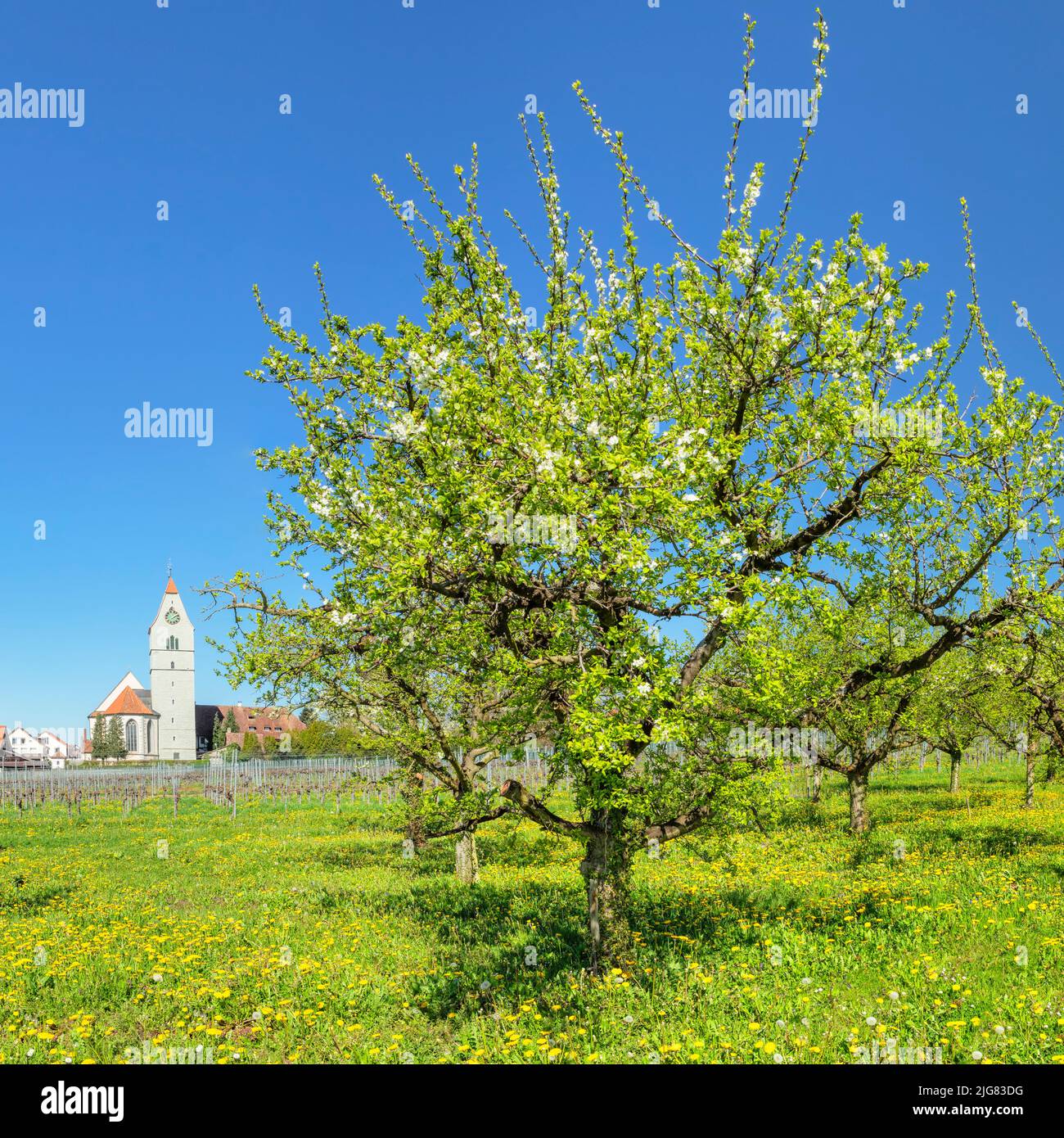 Fruit tree blossom in spring, Hagnau am Bodensee, Baden-Württemberg, Germany Stock Photo