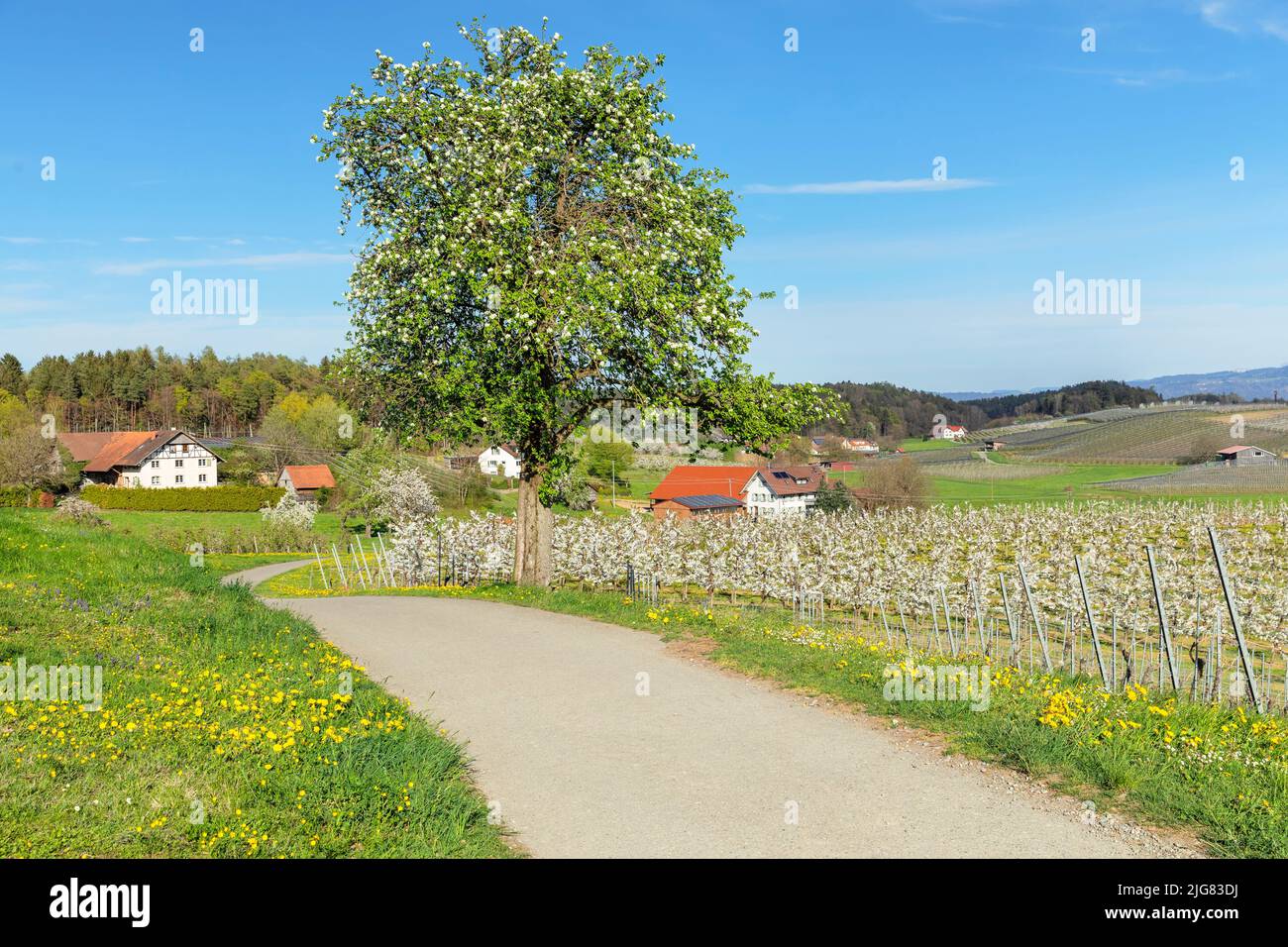 Fruit tree blossom near Kressbronn, Upper Swabia, Baden-Württemberg, Germany Stock Photo