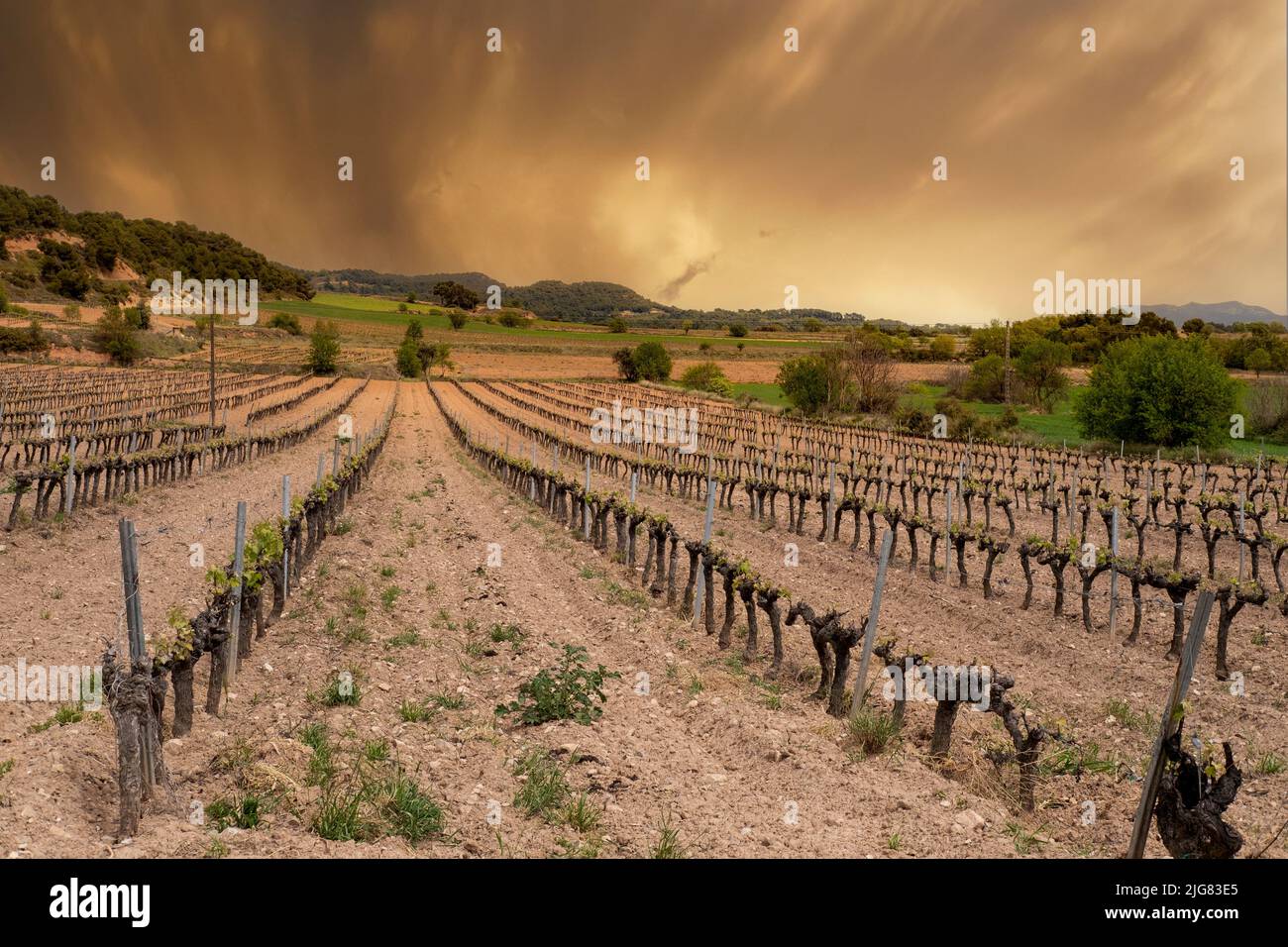 Vineyard fields at sunset on a spring day in the Conca de Barbera appellation of origin region in Catalonia, Spain Stock Photo