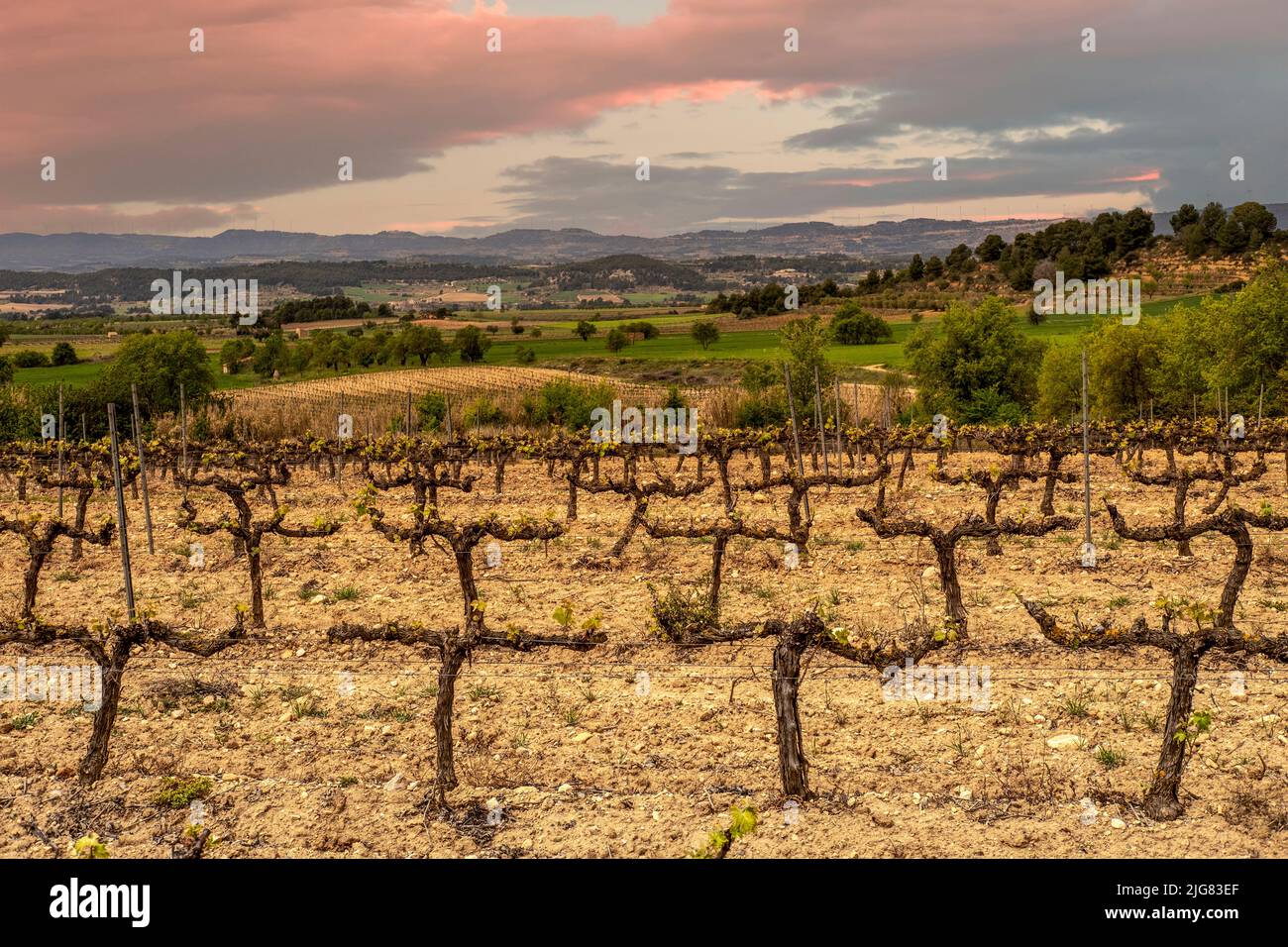 Vineyard fields at sunset on a spring day in the Conca de Barbera appellation of origin region in Catalonia, Spain Stock Photo