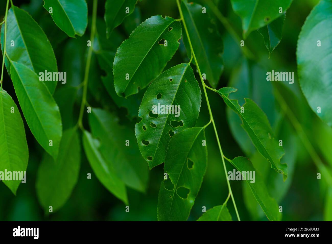 green tree leaves with holes in summer Stock Photo
