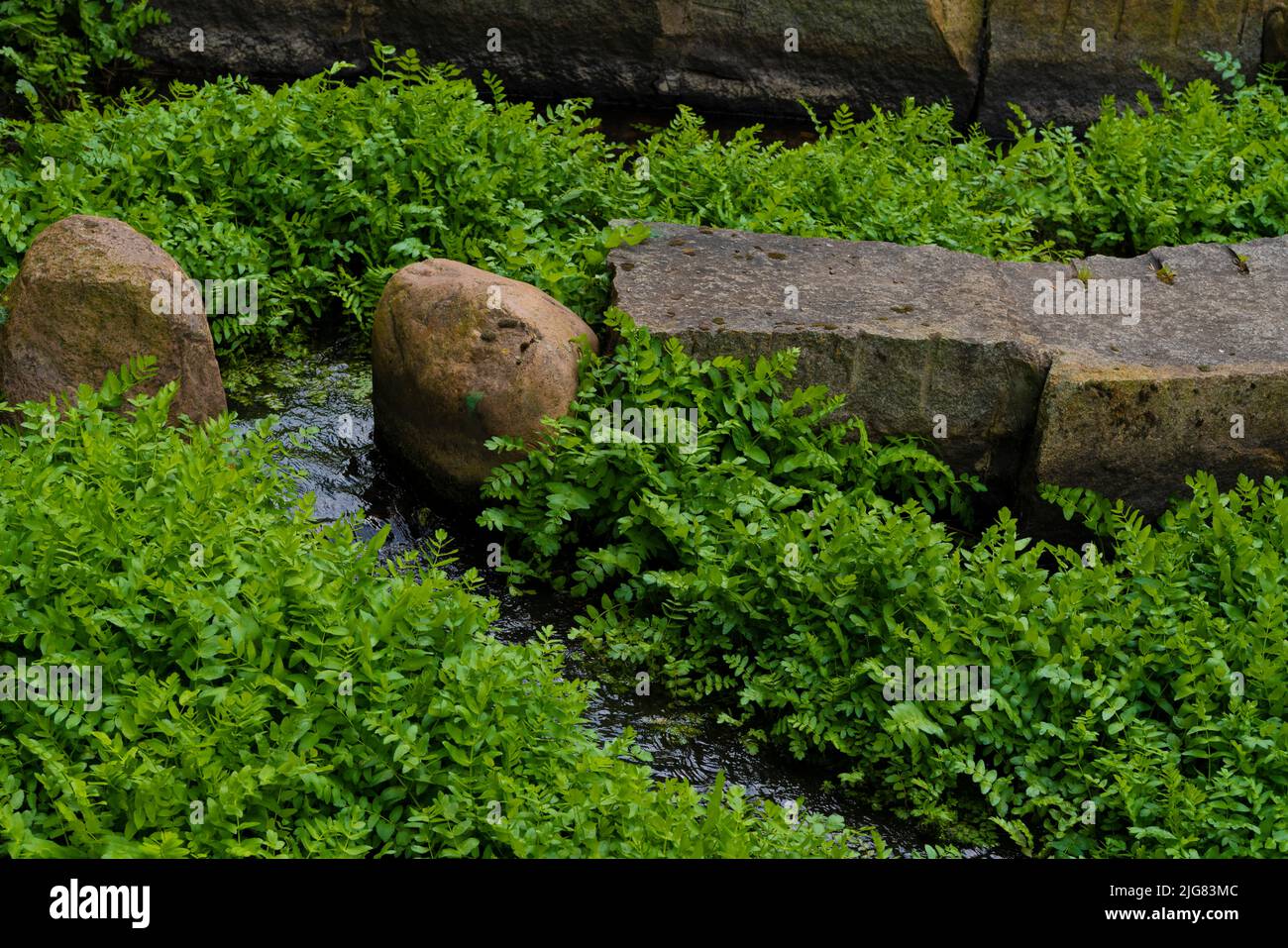 Fish ladder in summer in the city of Luckenwalde in Germany, strongly overgrown with aquatic plants Stock Photo