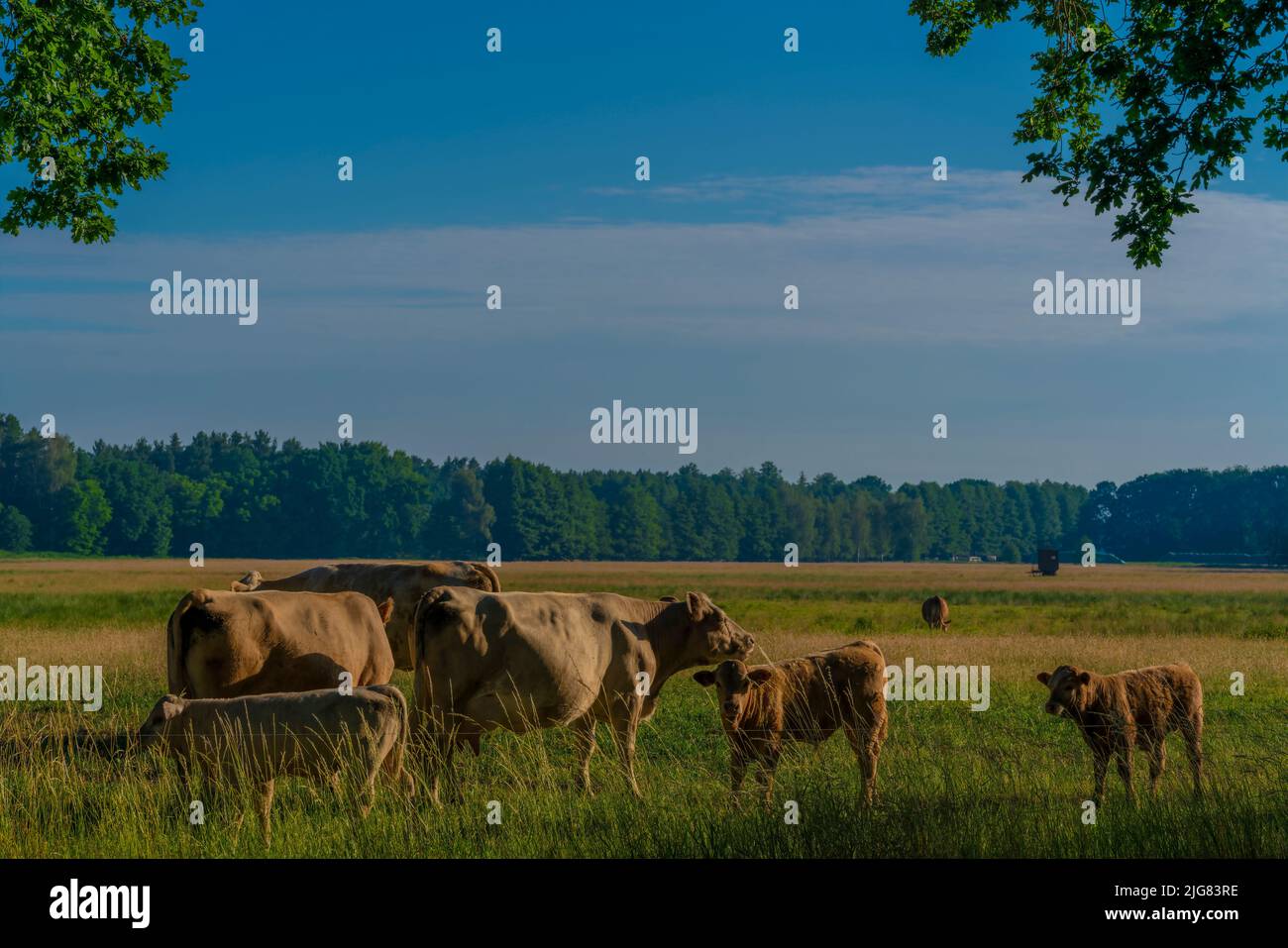 Pasture Morning Cows with their calves in the early morning on pasture hi-res stock ...