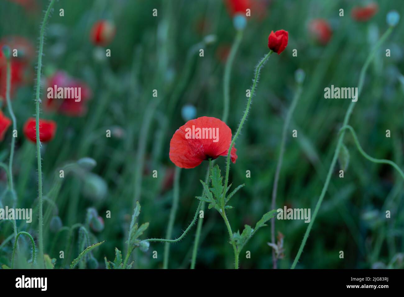 Early morning poppies, selective sharpness, shallow depth of field, soft bokeh Stock Photo