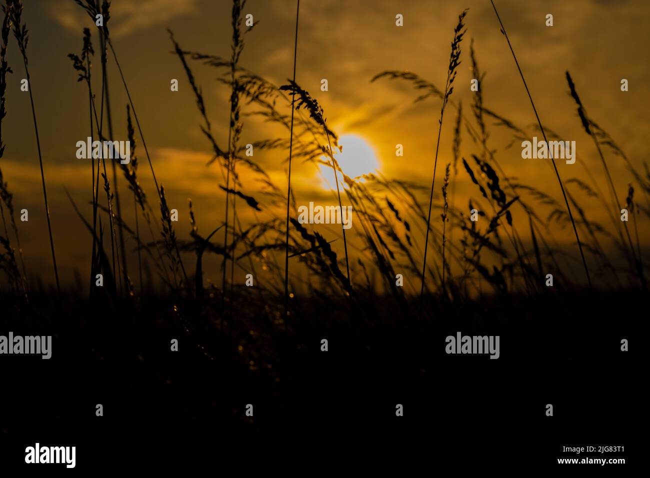 Silhouettes of wildgrass ears shortly after sunrise Stock Photo