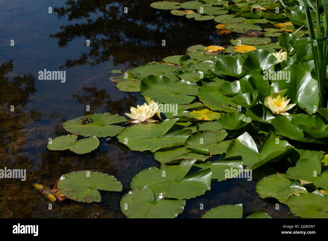 Water lily flowers with green leaves in a pond, a green frog sitting in the sun on a leaf Stock Photo