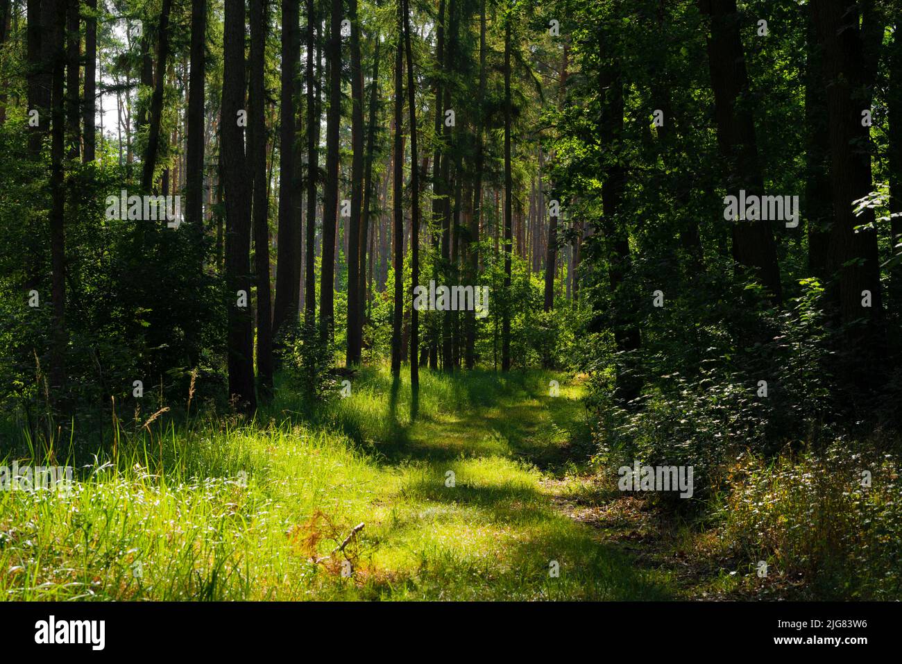 Beautiful forest road in summer in Germany, lots of light and shade Stock Photo