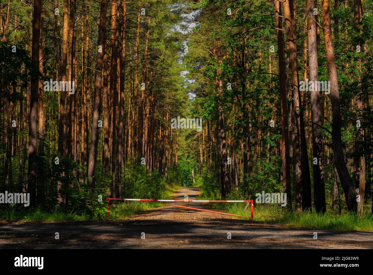 Forest road in summer in a pine forest, red and white closed barrier Stock Photo