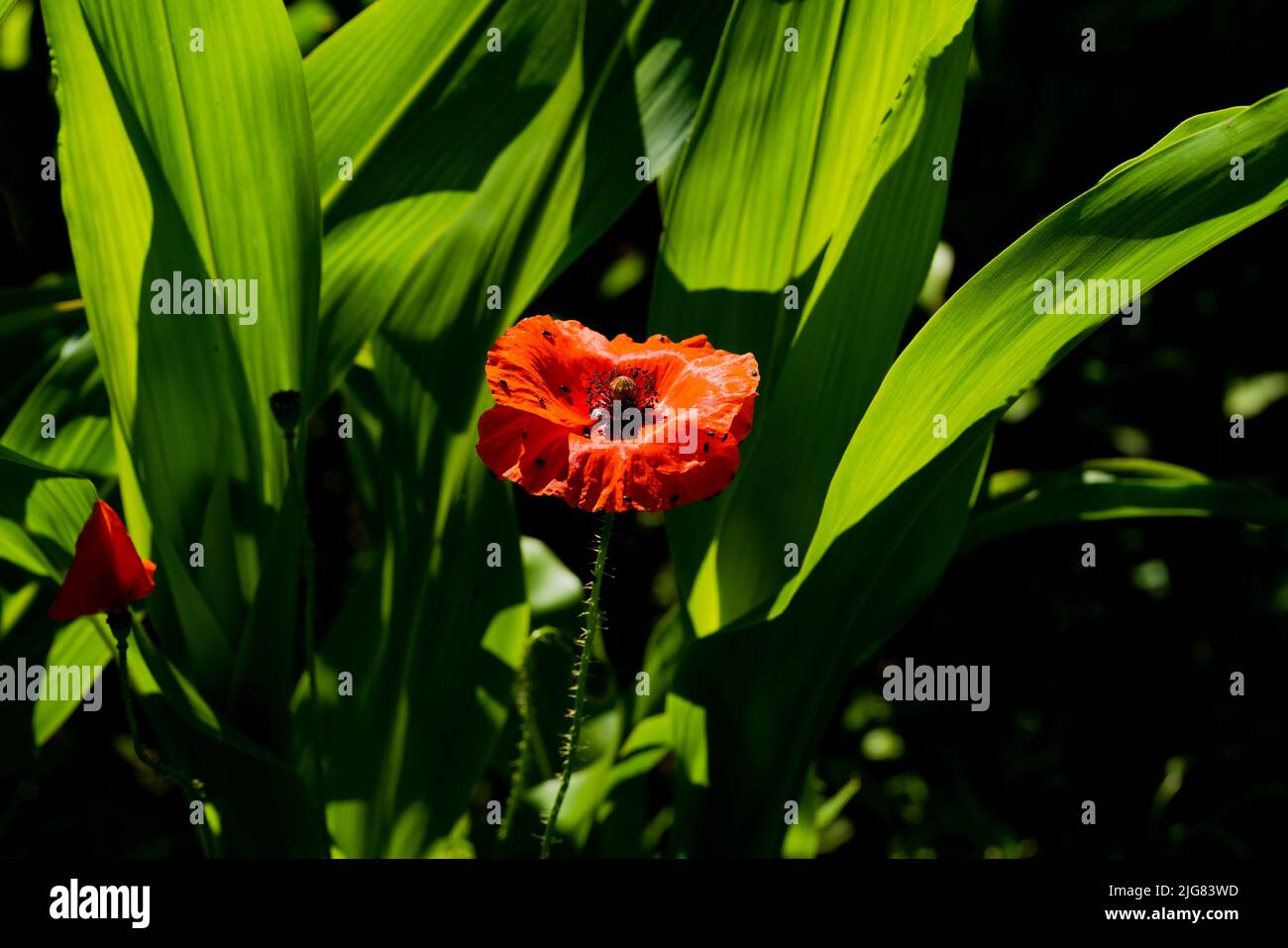 Open poppy blossom in summer in a corn field, On the blossom many insects Stock Photo