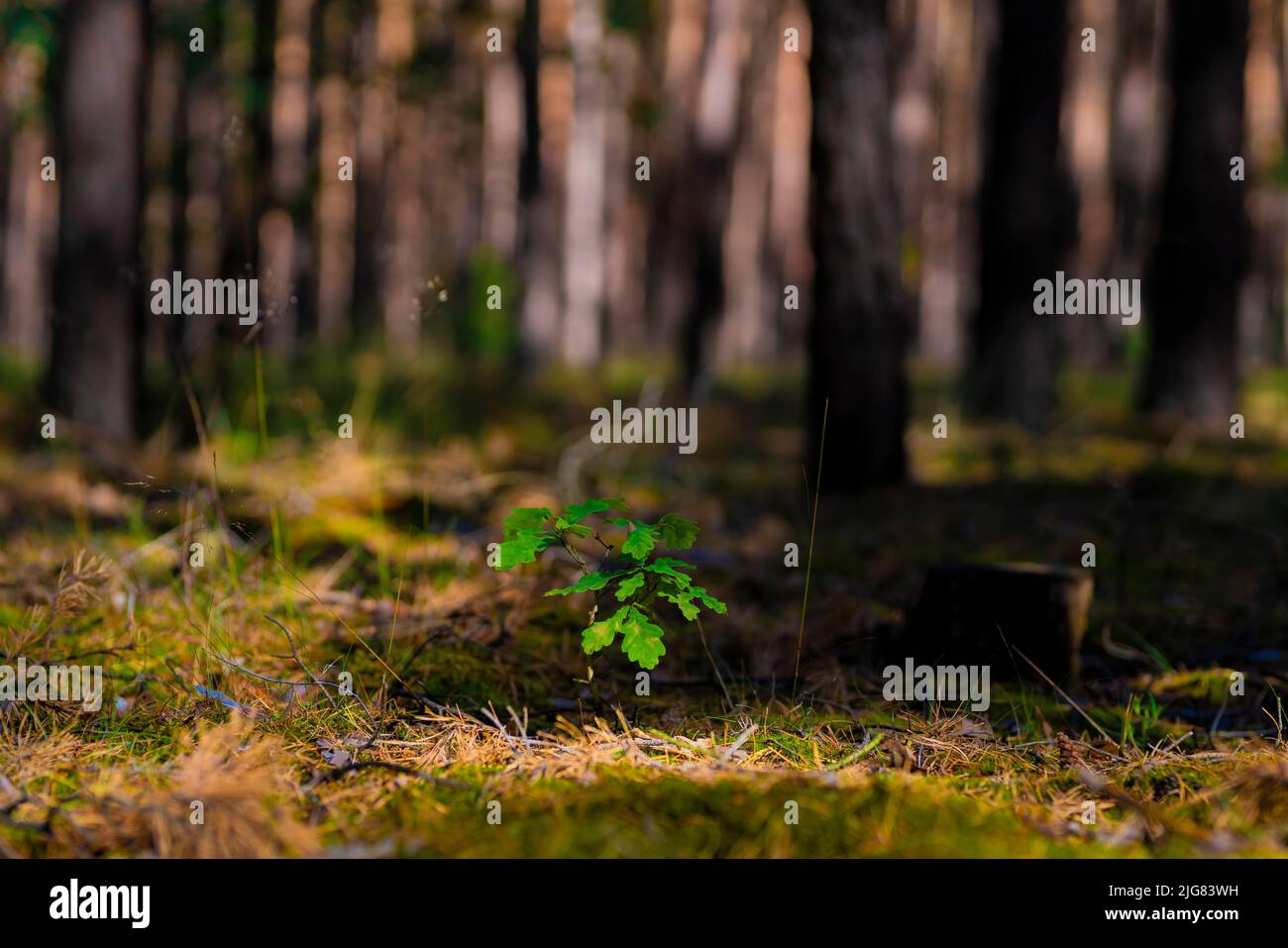 Very young small oak tree in a pine forest in summer Stock Photo