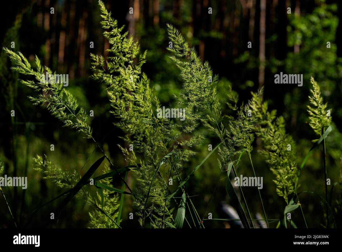 Freshly grown wild grass in summer in a forest Stock Photo