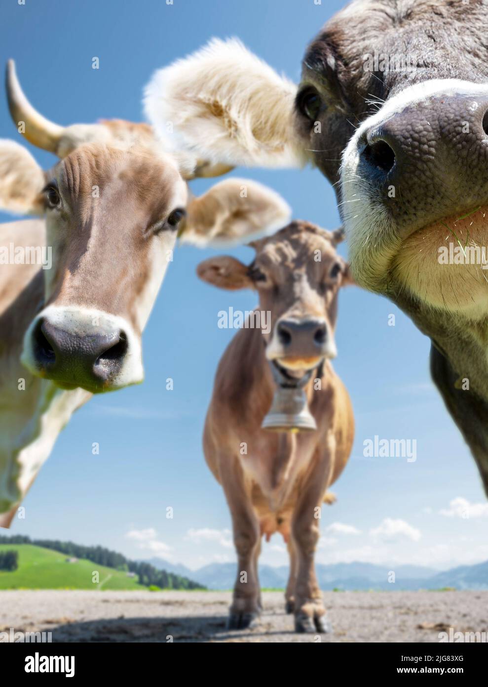 Dairy cows in the Austrian Alps Stock Photo