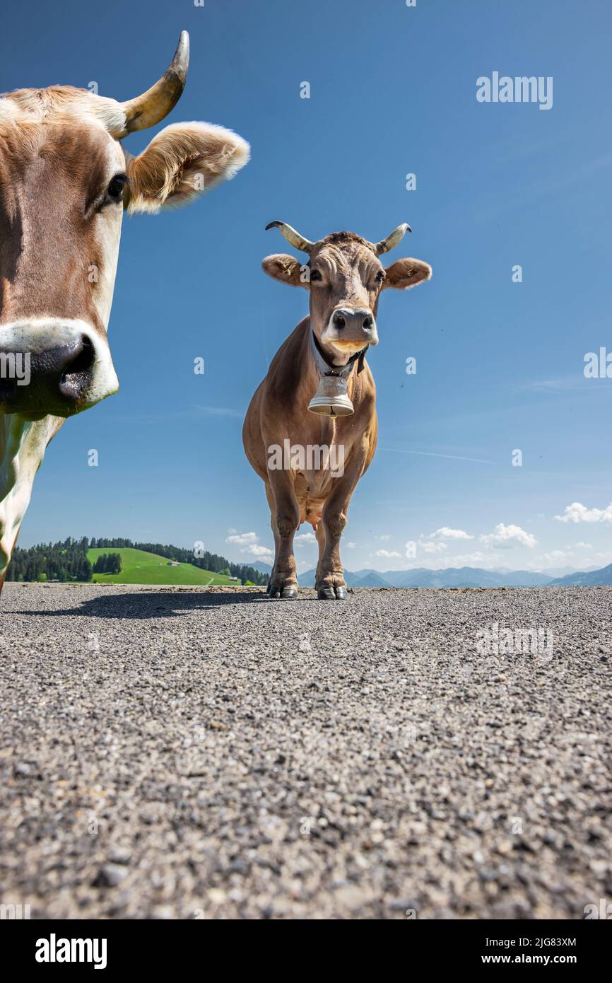 Dairy cows in the Austrian Alps Stock Photo - Alamy