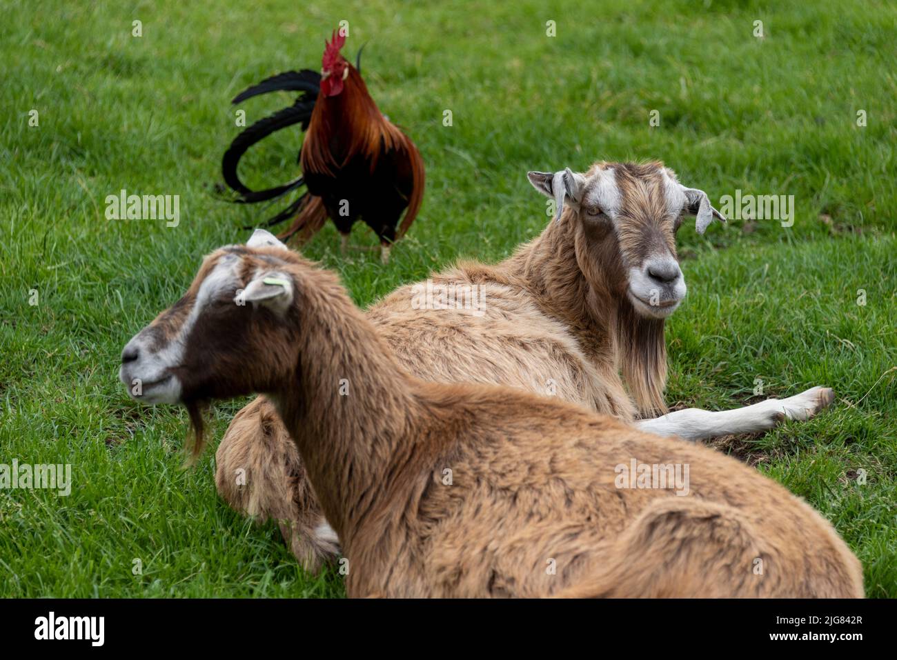 Two goats and a rooster on a meadow Stock Photo