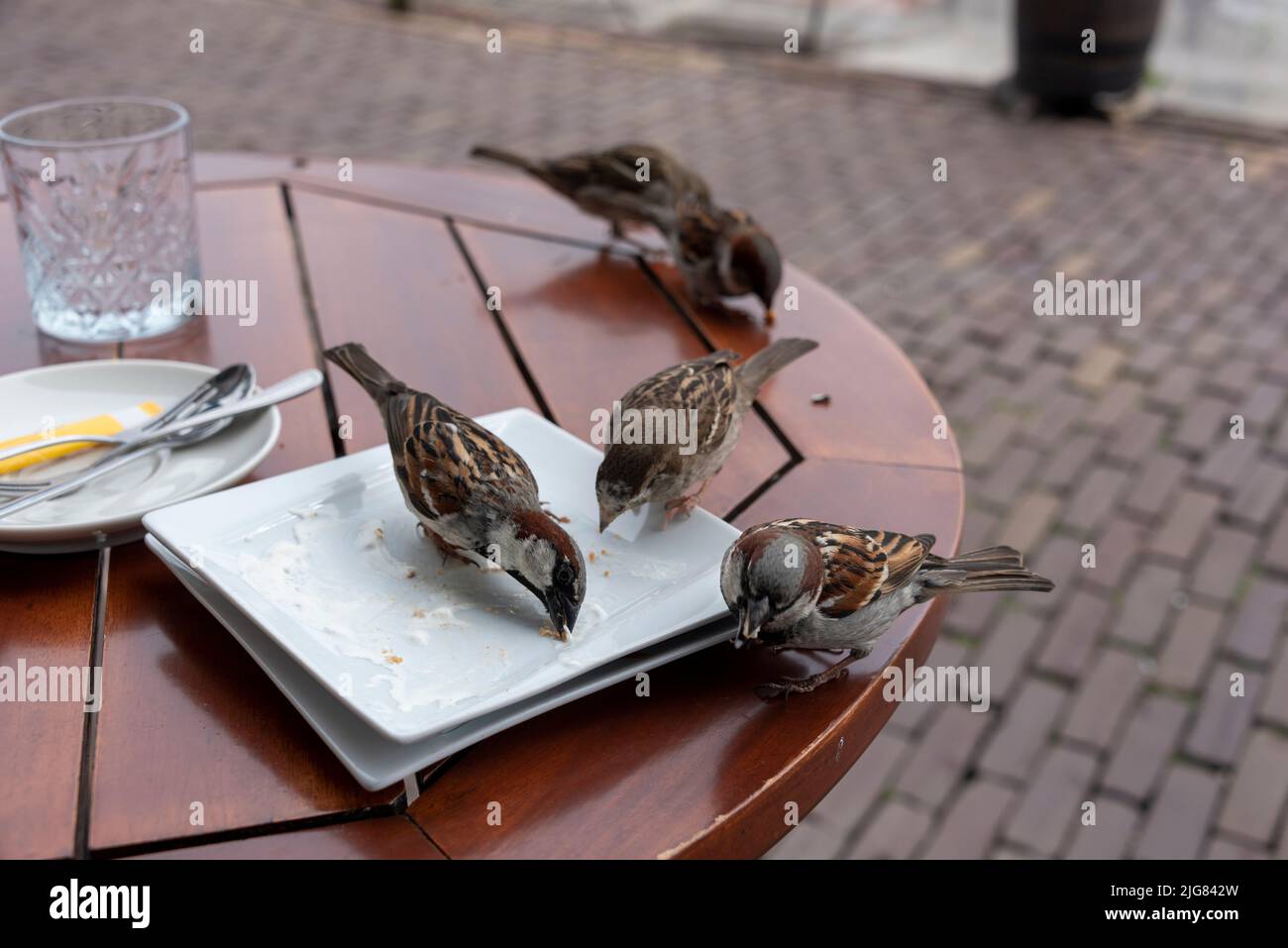 Several sparrows are sitting on a table eating the crumbs of a cake. Stock Photo