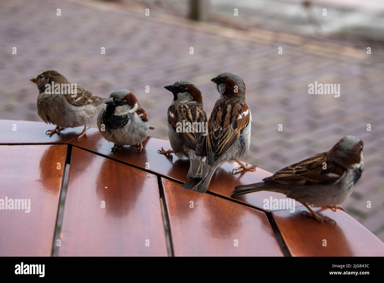 Several sparrows sit on a table and beg for food. Stock Photo