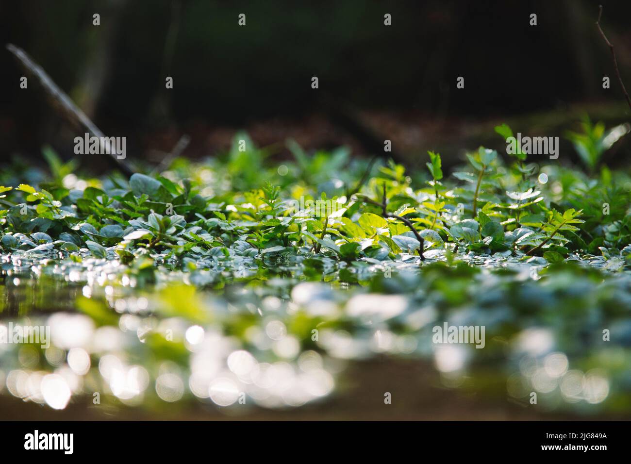 Germany, Lower Saxony, Teutoburg Forest, forest, plants Furlbachtal, spring Stock Photo