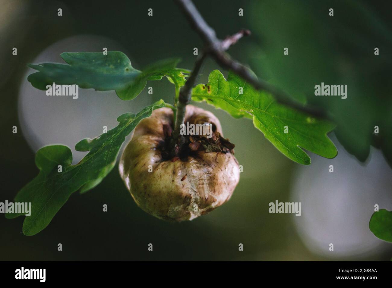 Oak, gall wasp, gall apple Stock Photo