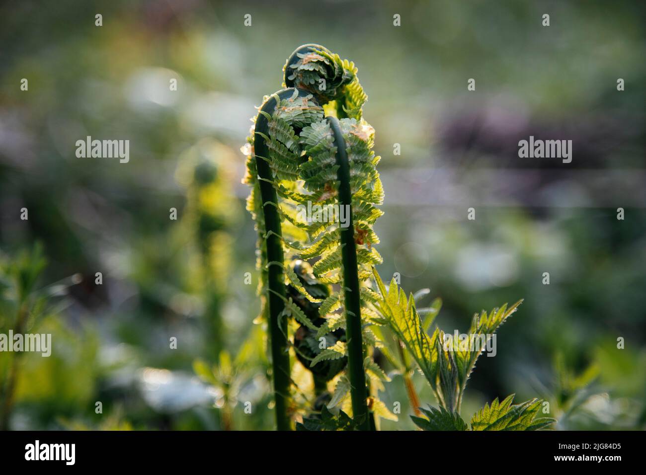 Forest, Fern, Spring Stock Photo - Alamy