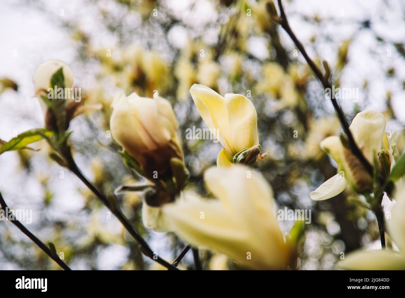 Magnolia, flowers, yellow, detail Stock Photo