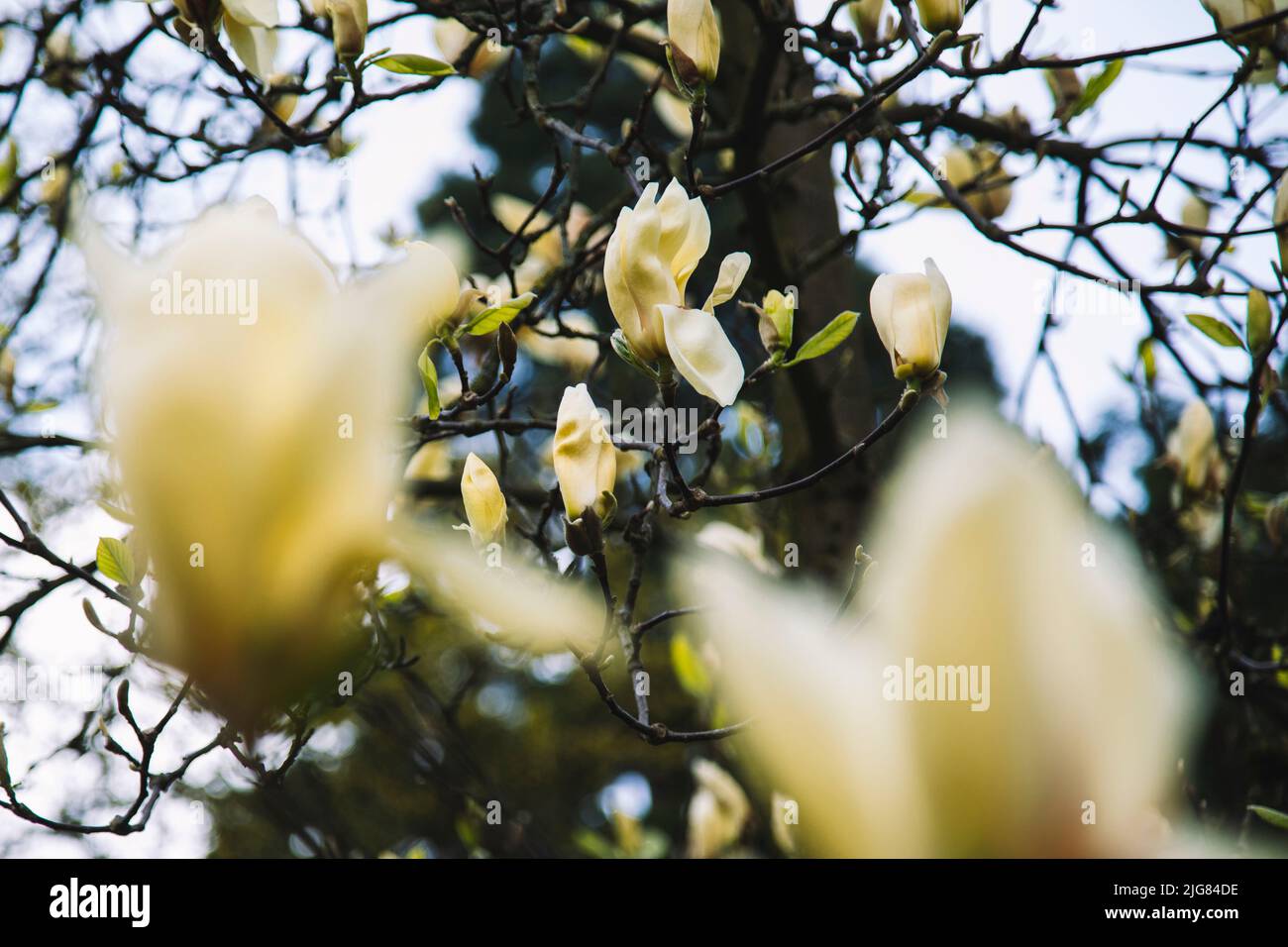 Magnolia, flowers, yellow, detail Stock Photo