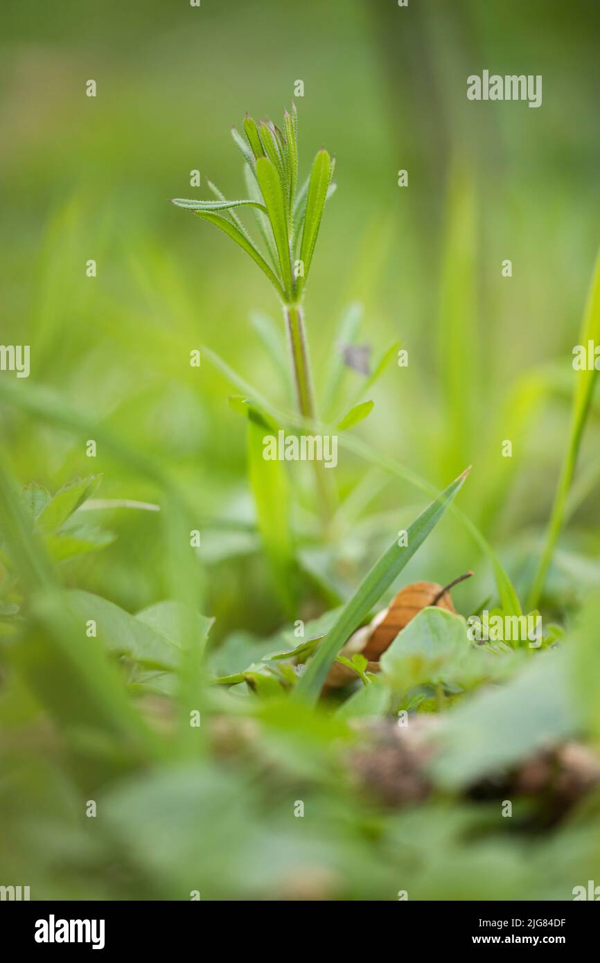 The velcro plant hi-res stock photography and images - Alamy