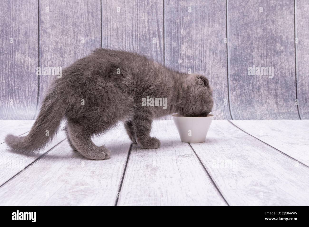 Very young brown Scottish Fold kitten stands on wooden surface and drinks milk from white small