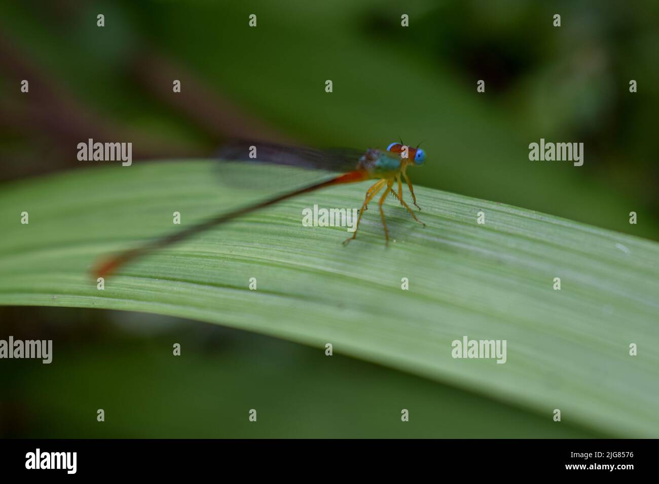 Small colorful dragon fly sitting on a big green leaf Stock Photo - Alamy