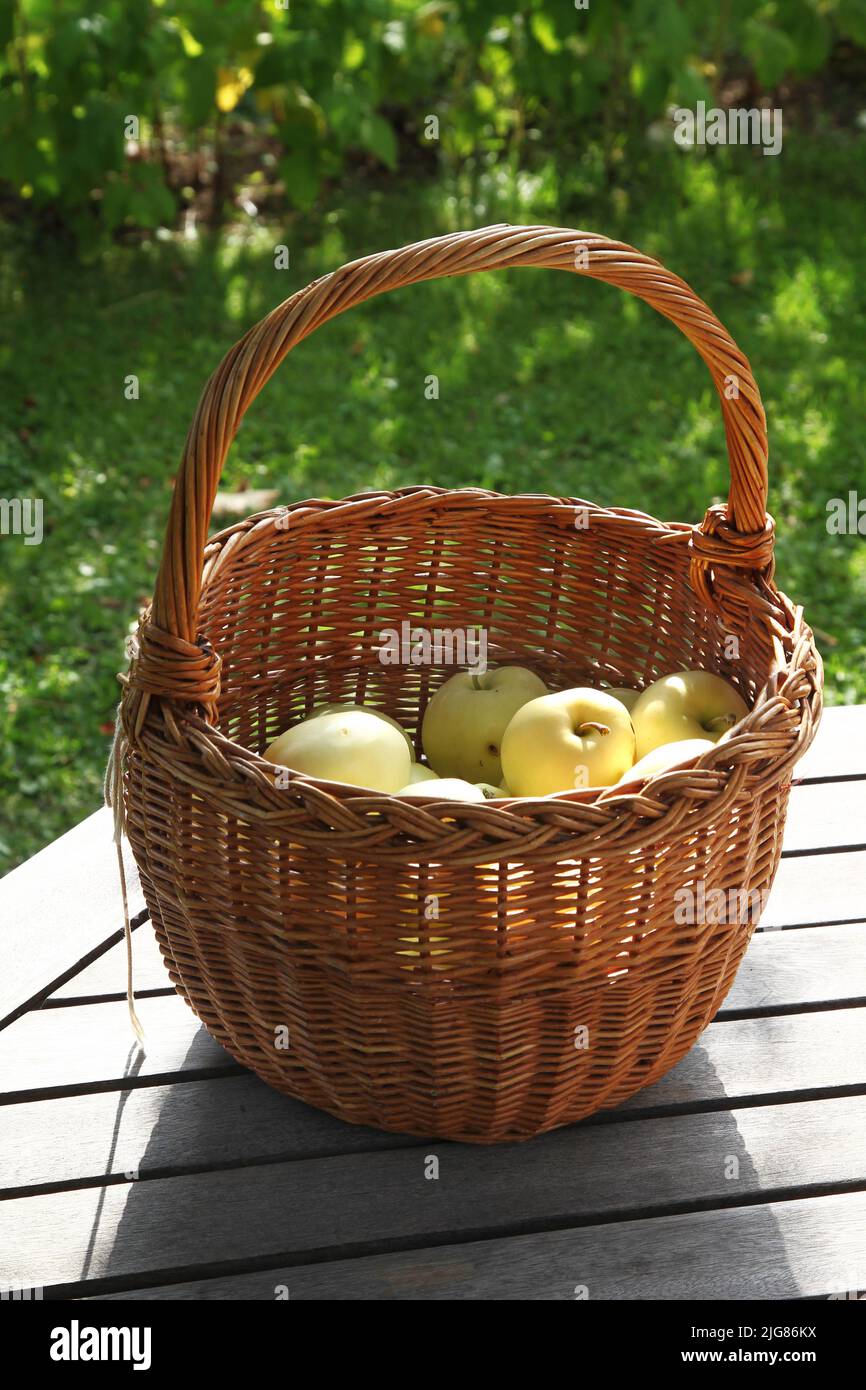 Basket with apples of the variety Transparente Blanche. Stock Photo