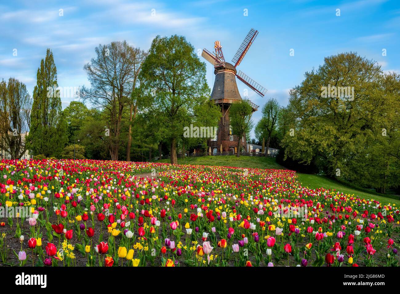 Tulips in front of historic windmill during spring in Bremen, Germany Stock Photo
