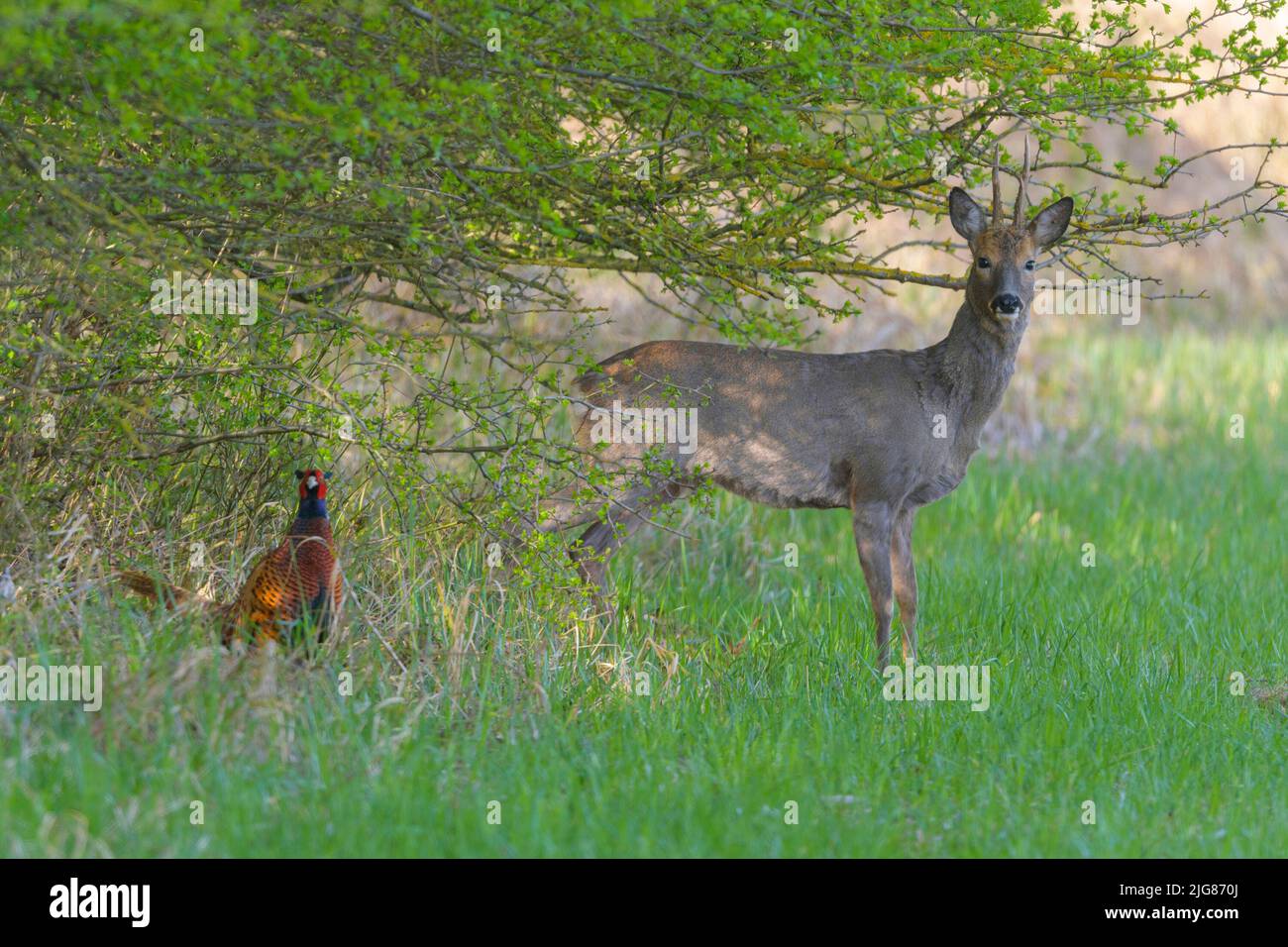 Roebuck (Capreolus capreolus) steps out of a hedge, next to it a pheasant, spring, April, Hesse, Germany, Europe Stock Photo