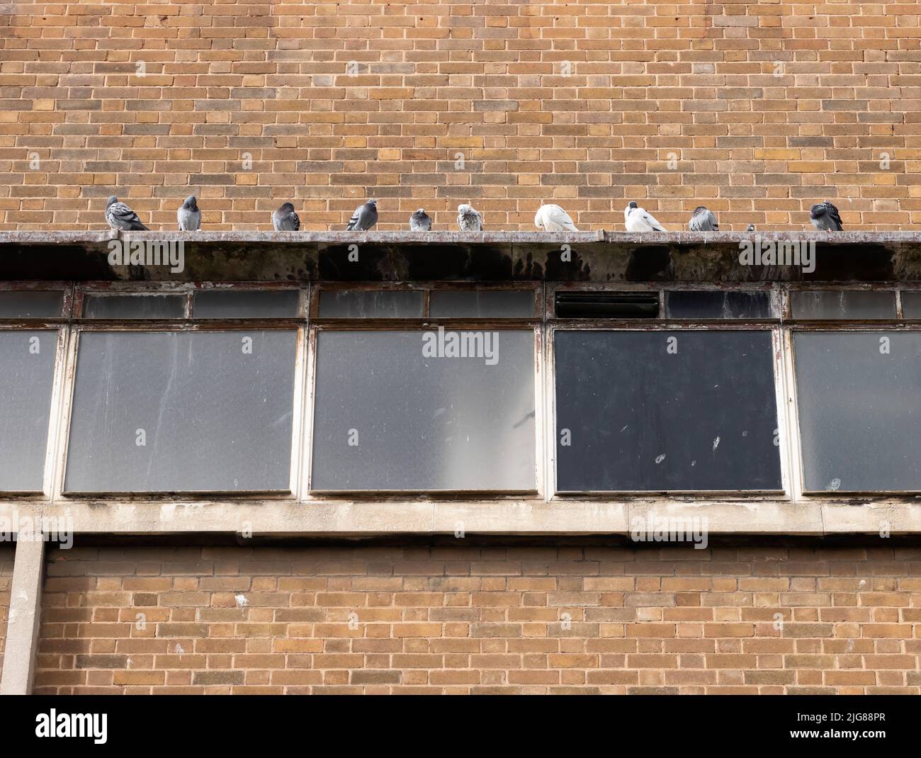 Parkway Cinema, Eldon Street, Barnsley, 09-03-2021. Detail of windows above the entrance to the Parkway cinema at fourth-floor level, with a row of pigeons sitting on the overhanging lintel. Stock Photo