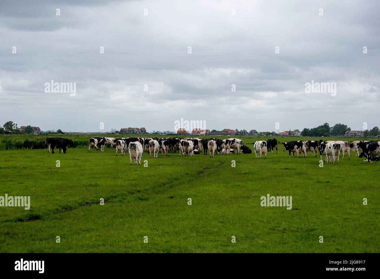 Cows grazing on the Marken peninsula near Amsterdam, Marken, North Holland, Netherlands Stock Photo