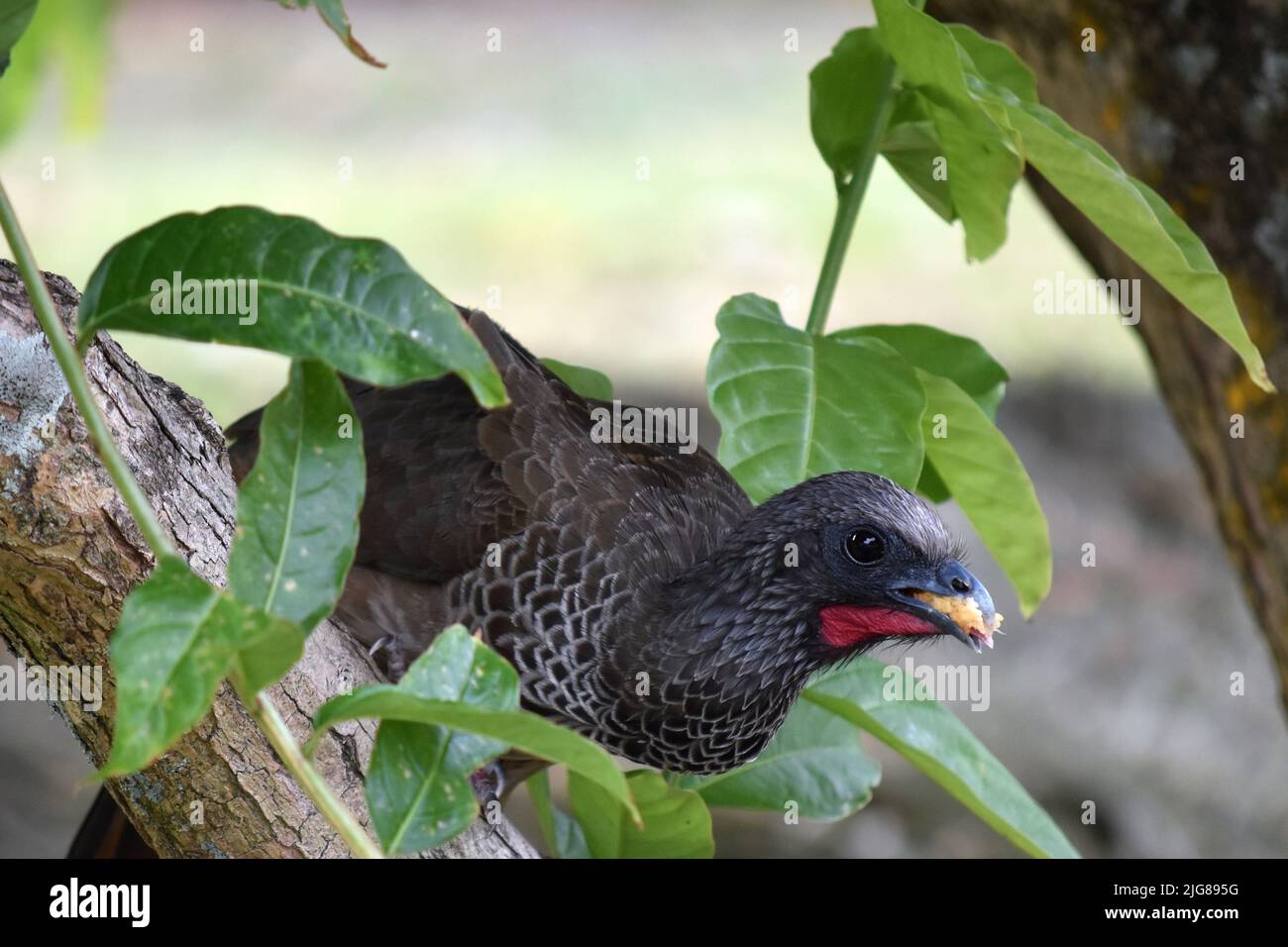 A closeup shot of a Spix's guan (Penelope jacquacu) with food in its beak Stock Photo