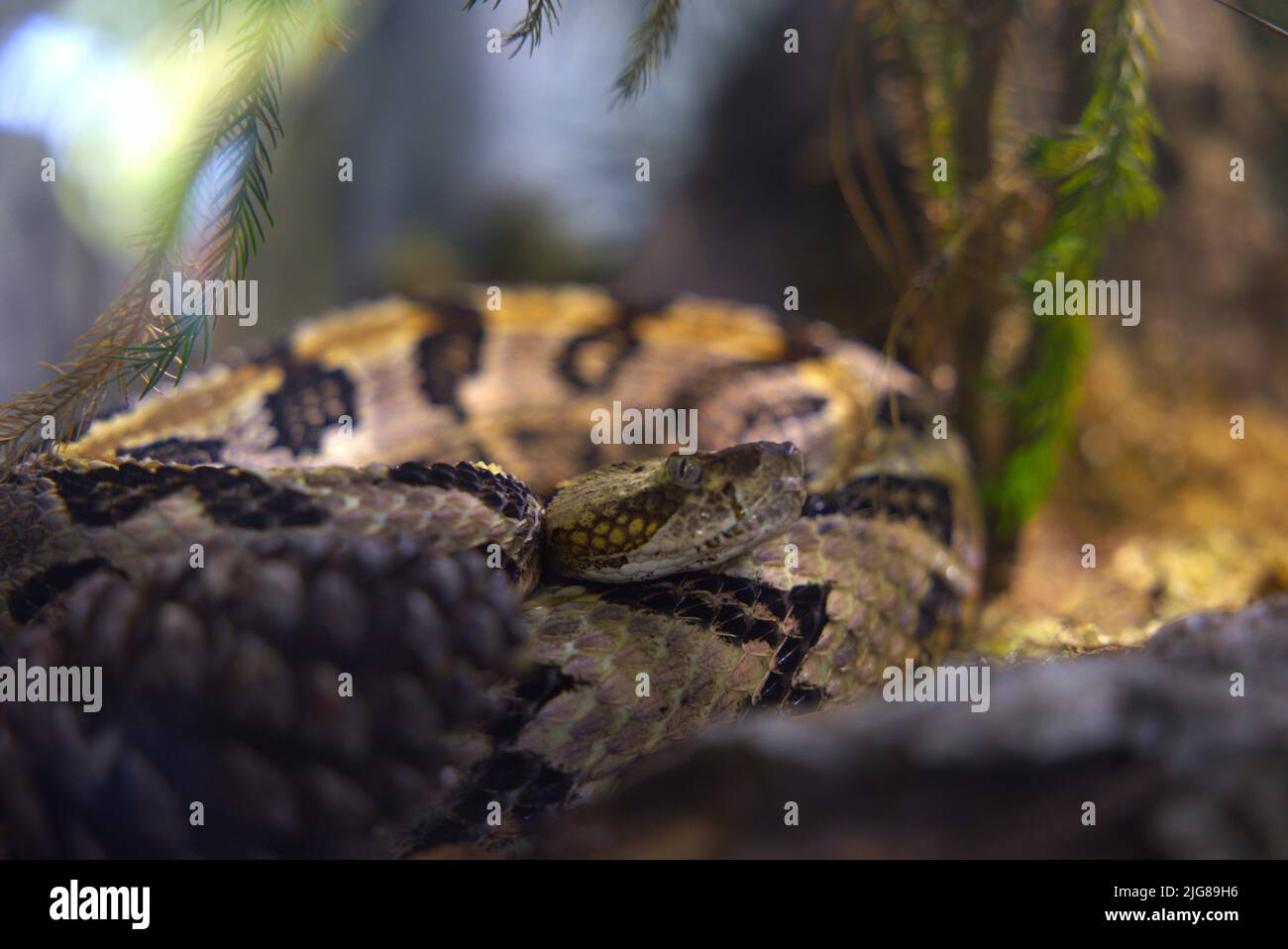 A soft focus of a curled up timber rattlesnake surrounded with few