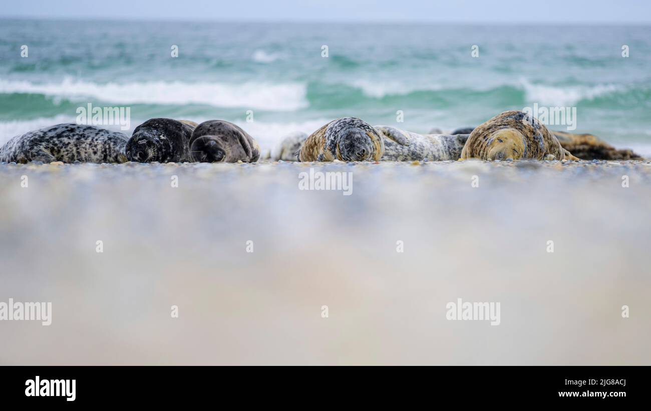 Grey seal island dune Helgoland, Halichoerus grypus, Pinneberg, Helgoland, Schleswig-Holstein, Germany, Europe Stock Photo
