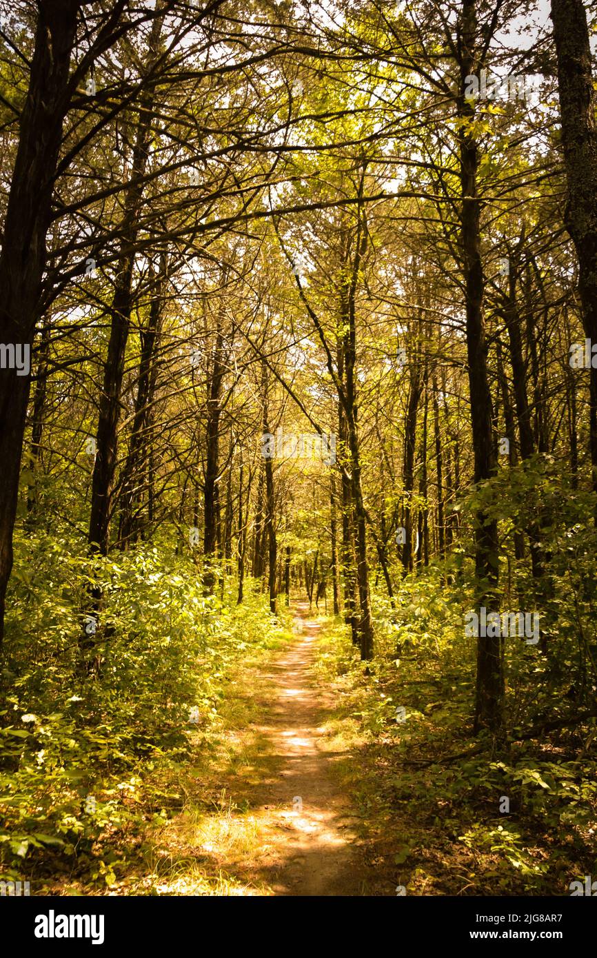 Sunlit path through woods hi-res stock photography and images - Alamy