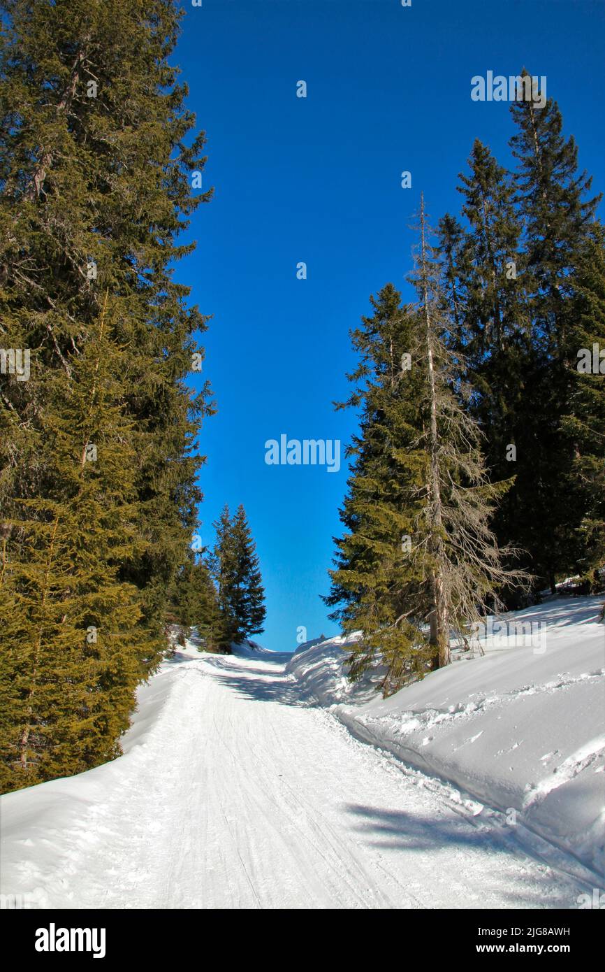 Hoher sattel toboggan run hires stock photography and images Alamy
