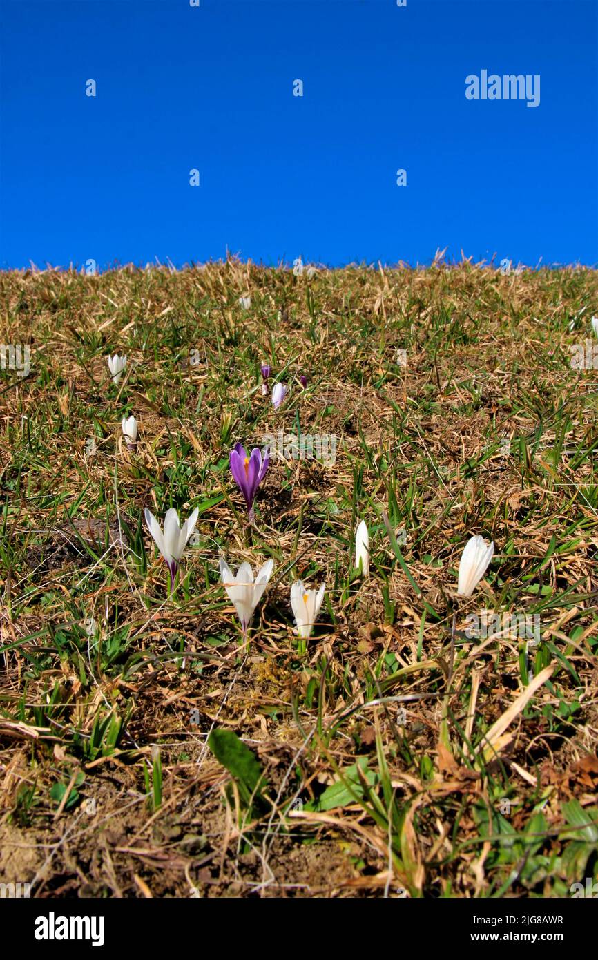 Pre spring bloomers hires stock photography and images Alamy