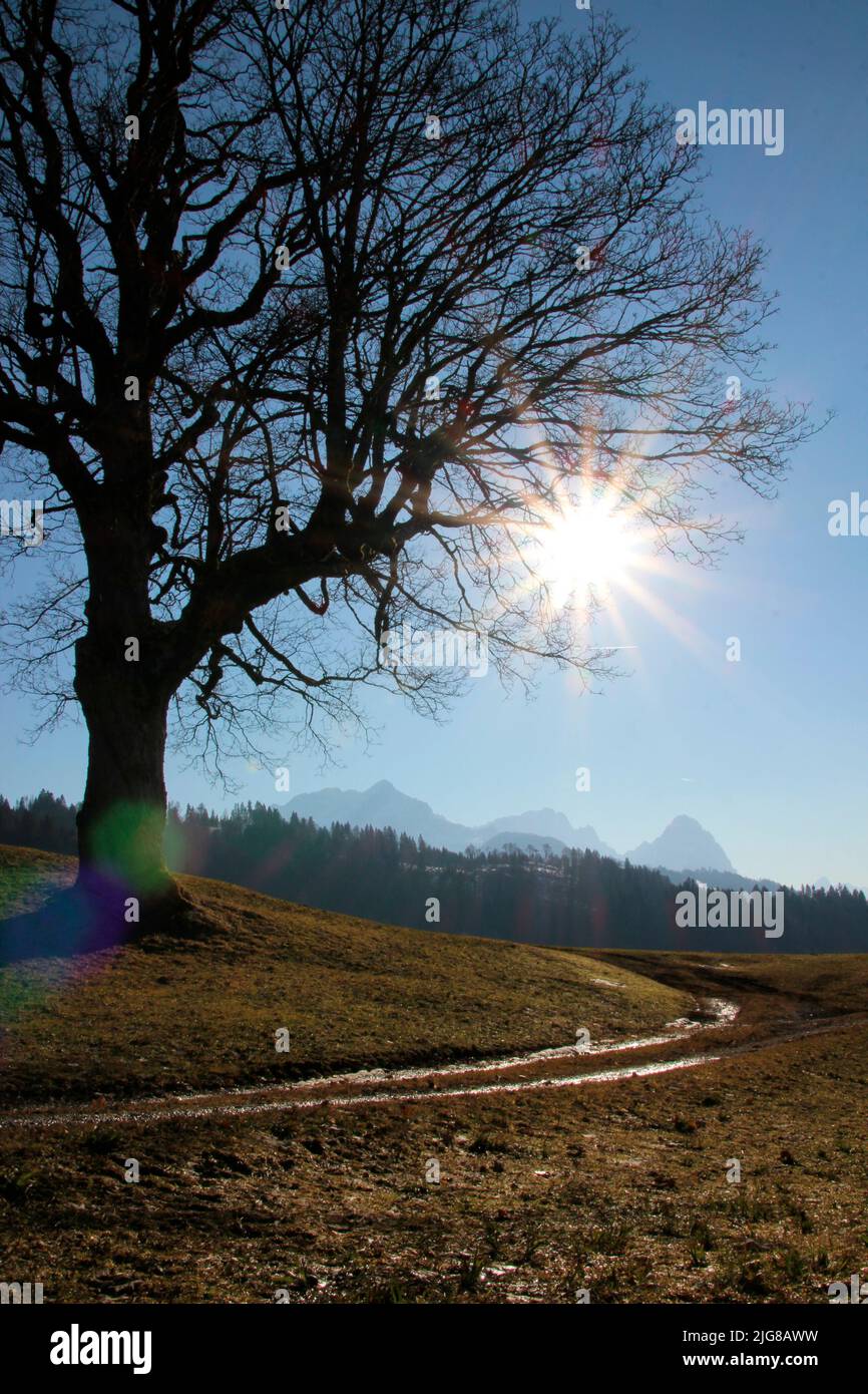 Spring moves into the country on the way from Eckbauer to Wamberg, in the background the Waxenstein, Zugspitze, sun in the backlight, Germany, Bavaria, Upper Bavaria, Loisachtal, Garmisch- Partenkirchen, Stock Photo