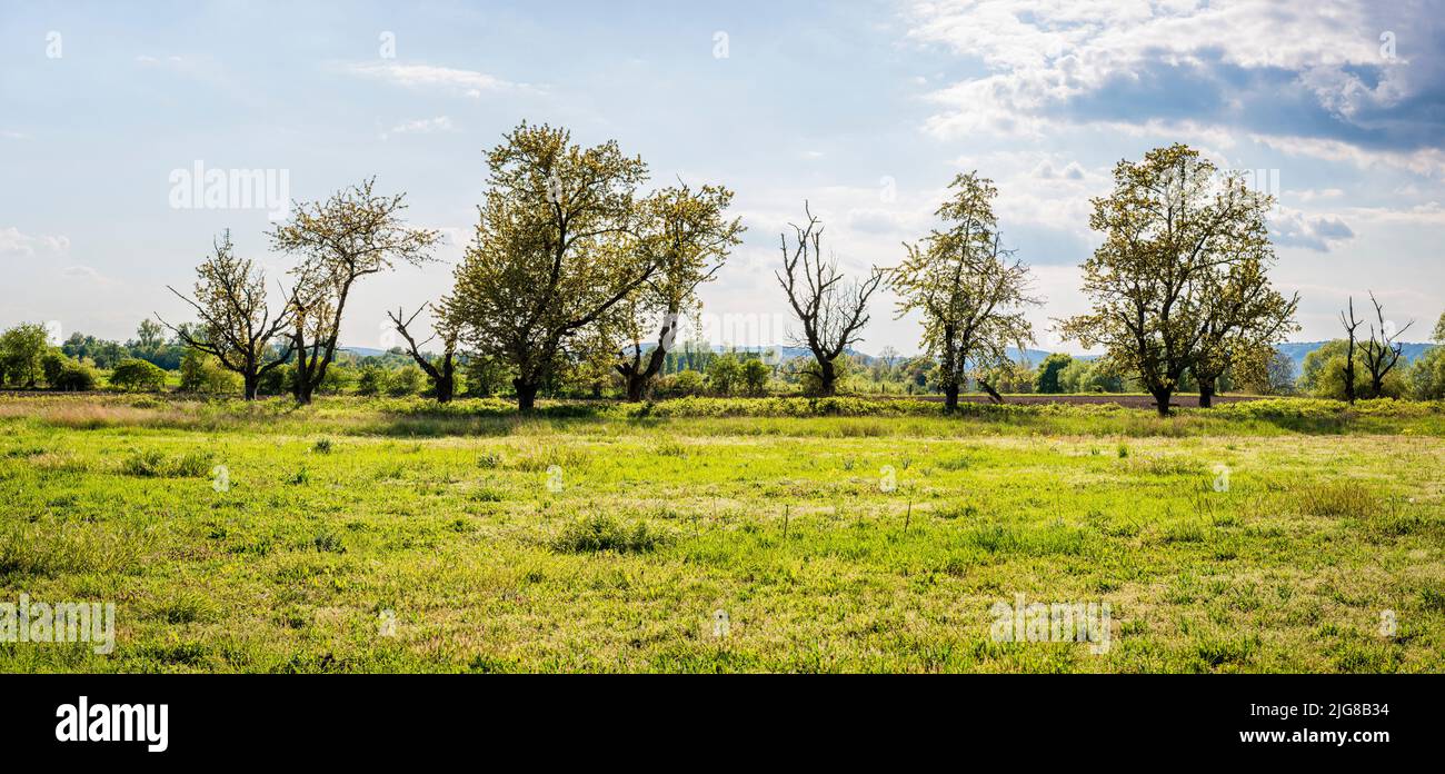 Row of trees at the edge of the meadow, backlit, partly dead trees due to drought, Stock Photo