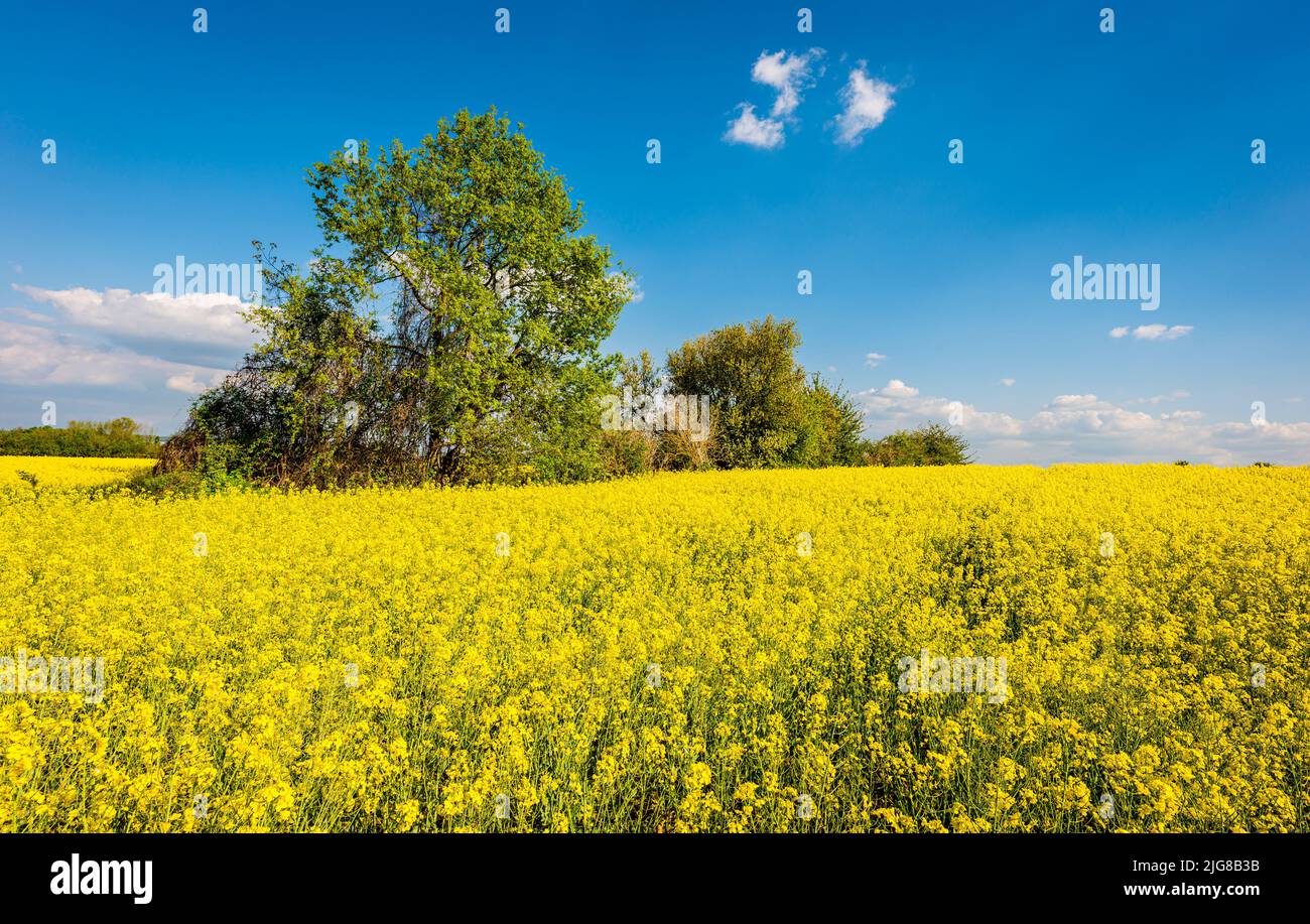 Fields of rape (Brassica napus) in bloom near Sporkenheim in Rheinhessen, near Ingelheim, Stock Photo