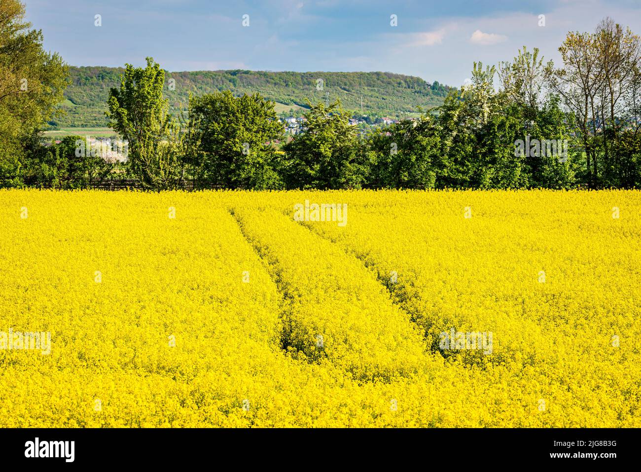 Blooming rape fields (Brassica napus) near Sporkenheim in Rheinhessen, near Ingelheim, Traces in the rape, Stock Photo