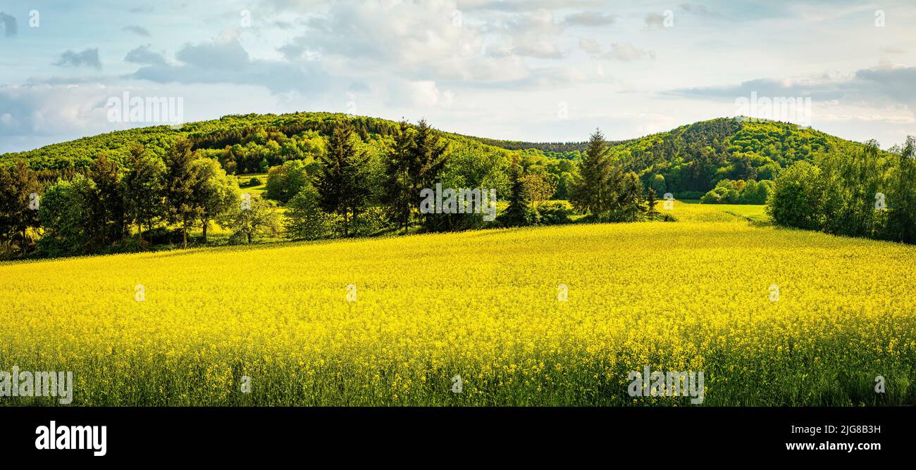 Meadow and rape fields near Merxheim, Naheland, Stock Photo
