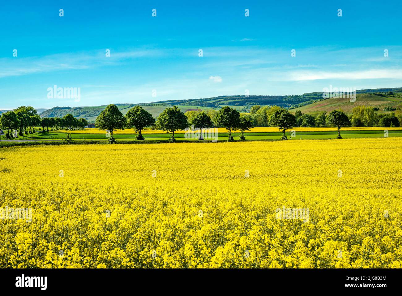 meadow and rape fields near Merxheim, Naheland, trees, avenue Stock Photo